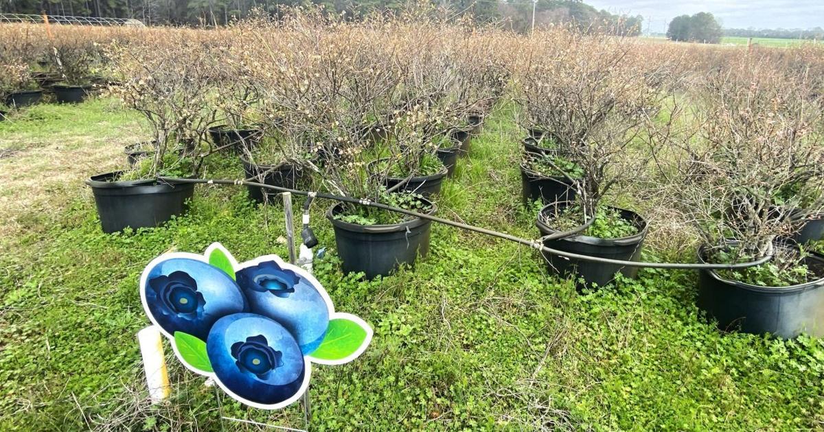 Ягоды — перспективный сектор агропрома в 2026 году