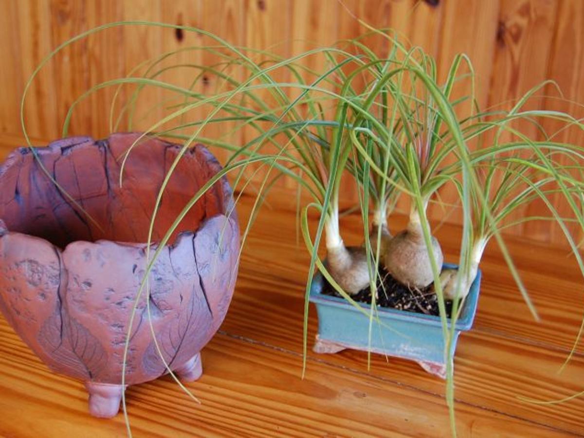 A New Bonsai Digging In Thetandd Com