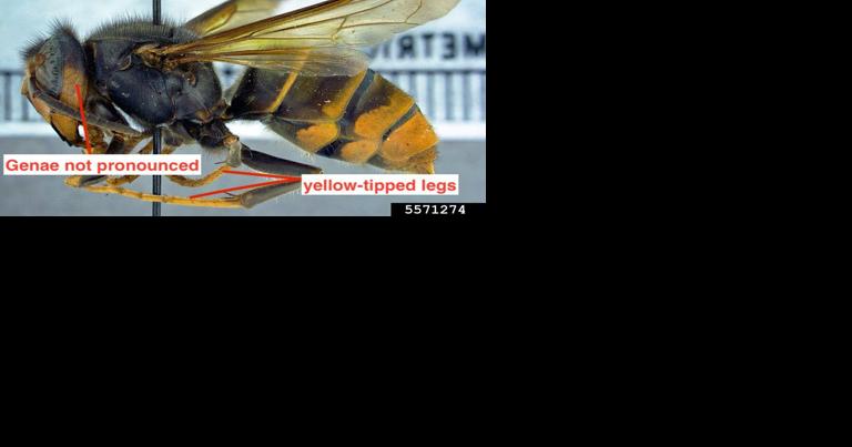 Clemson warns residents to watch for yellow-legged hornets - Vimarsana News