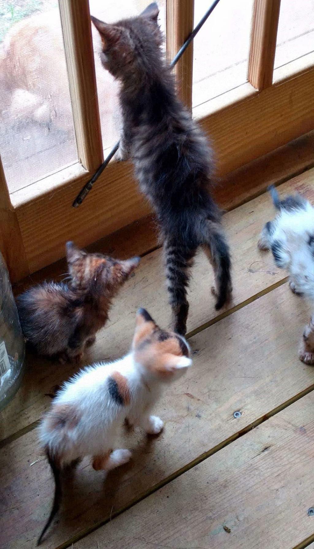 Group Cat Rescue Effort Became Overwhelming Local Thetandd Com