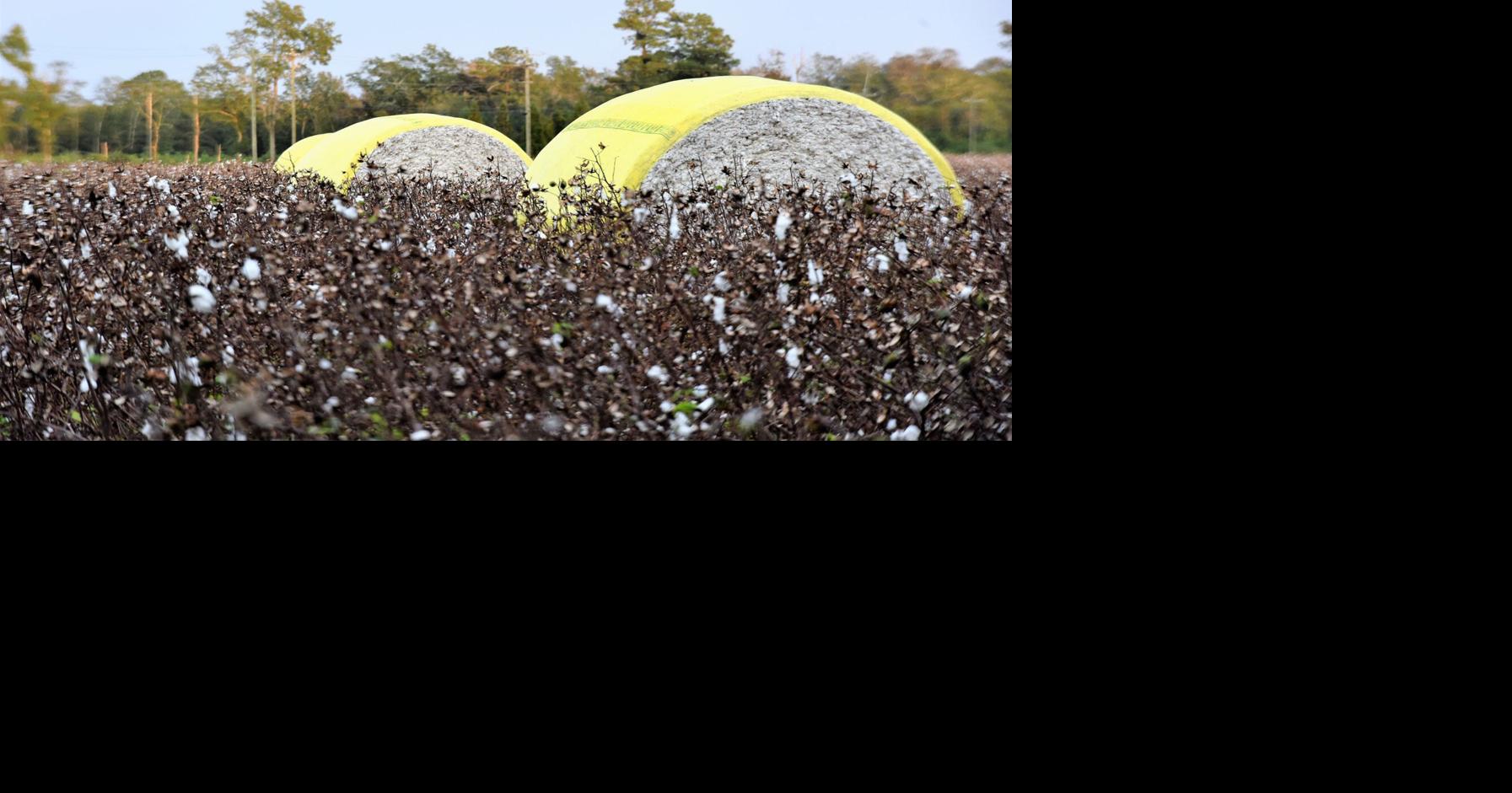 Clemson scientists undertake cotton research
