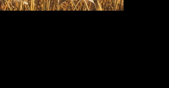 SC Farm Report on Monday - Vimarsana News