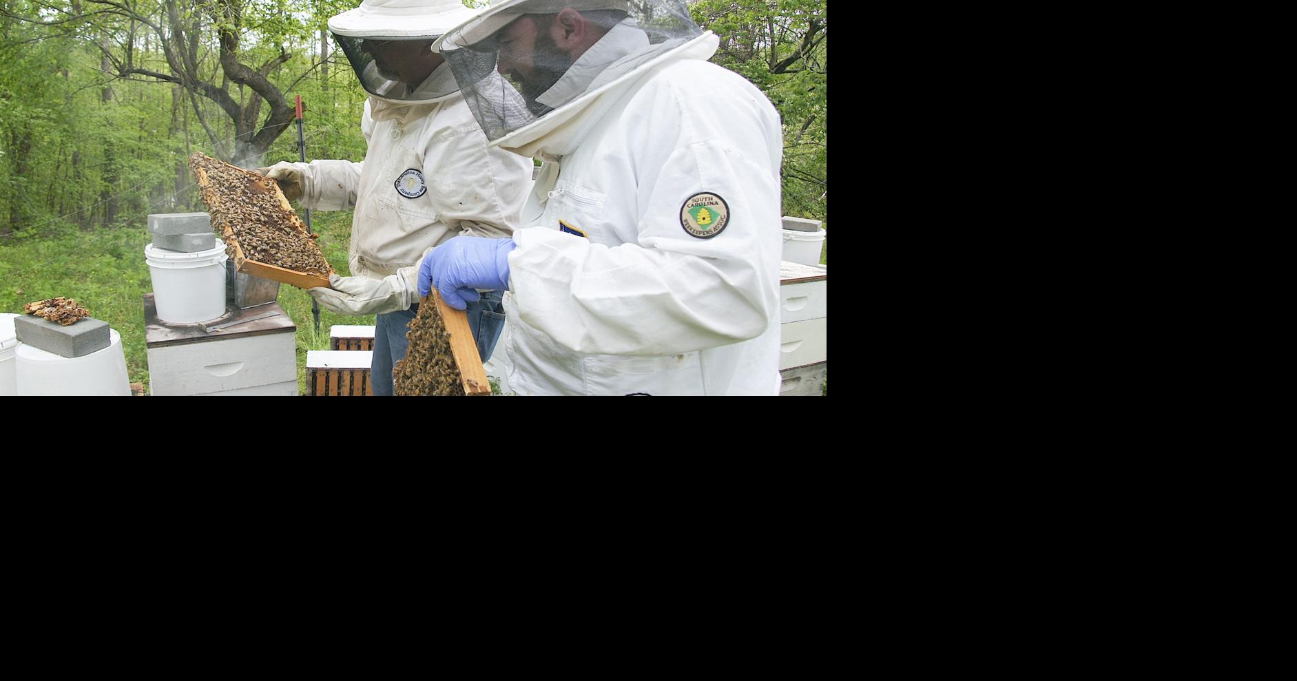 The honey bee riddle: Inspector searches for answers to loss of hives