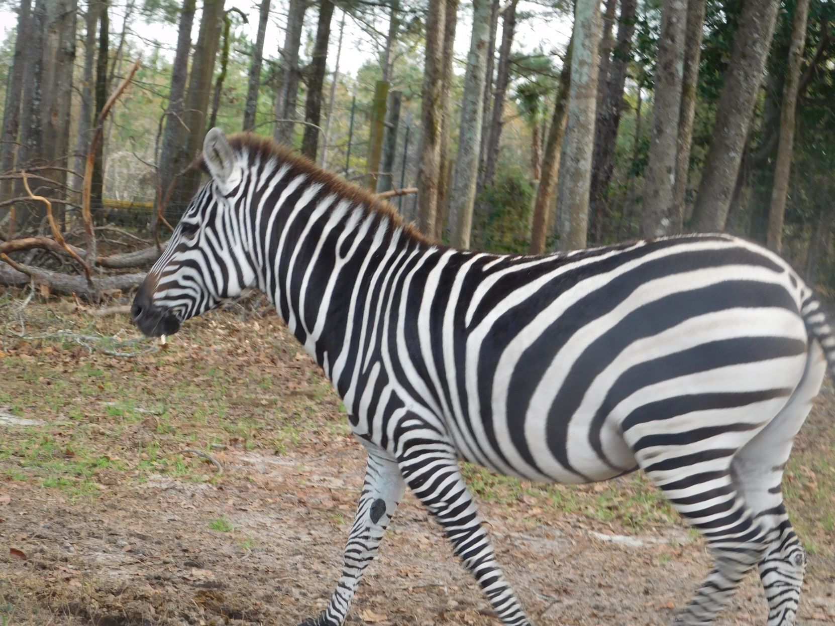 drive thru animal safari drive thru animal safari