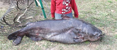 catfish santee cooper caught record blue biggest north american lakes ever thetandd system pounds almost weight carolina south cat trotline