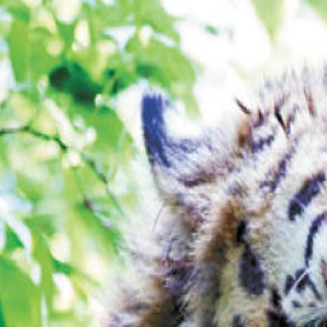 Big Cat From North On Road To Recovery Local Thetandd Com