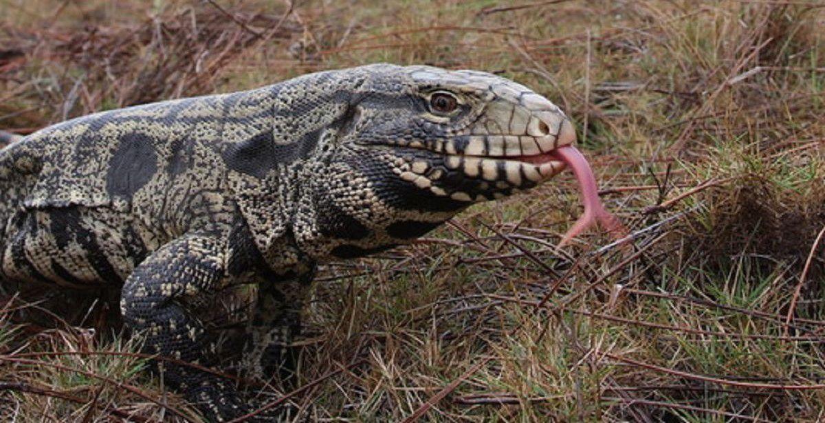 Invasive tegu lizards continue to be sighted around South Carolina