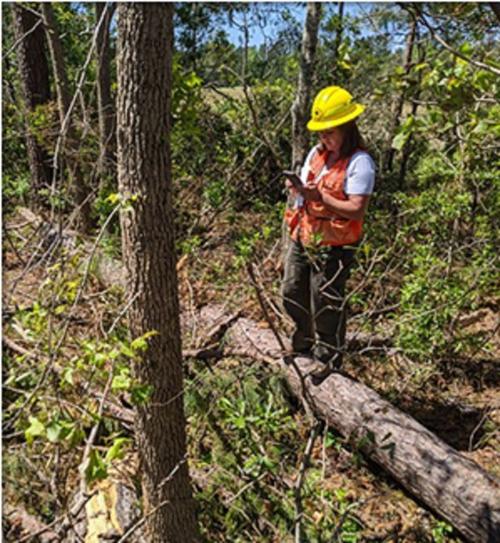050720 timber losses
