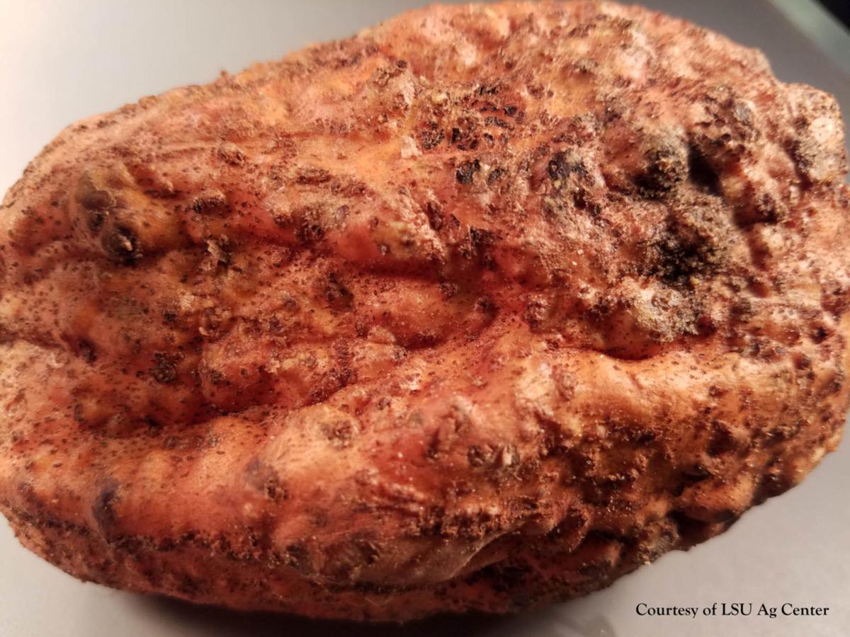 Sweet potato pest
