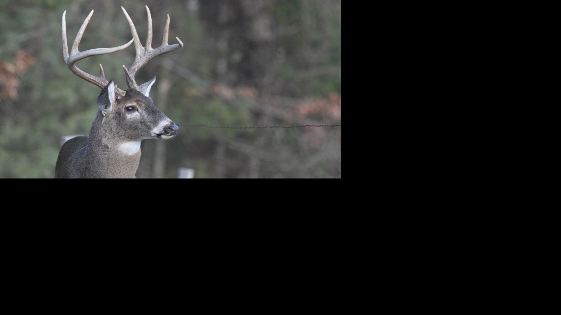 HUNTING 2018: Year 2 of statewide buck limit | Local ... big buck wiring 