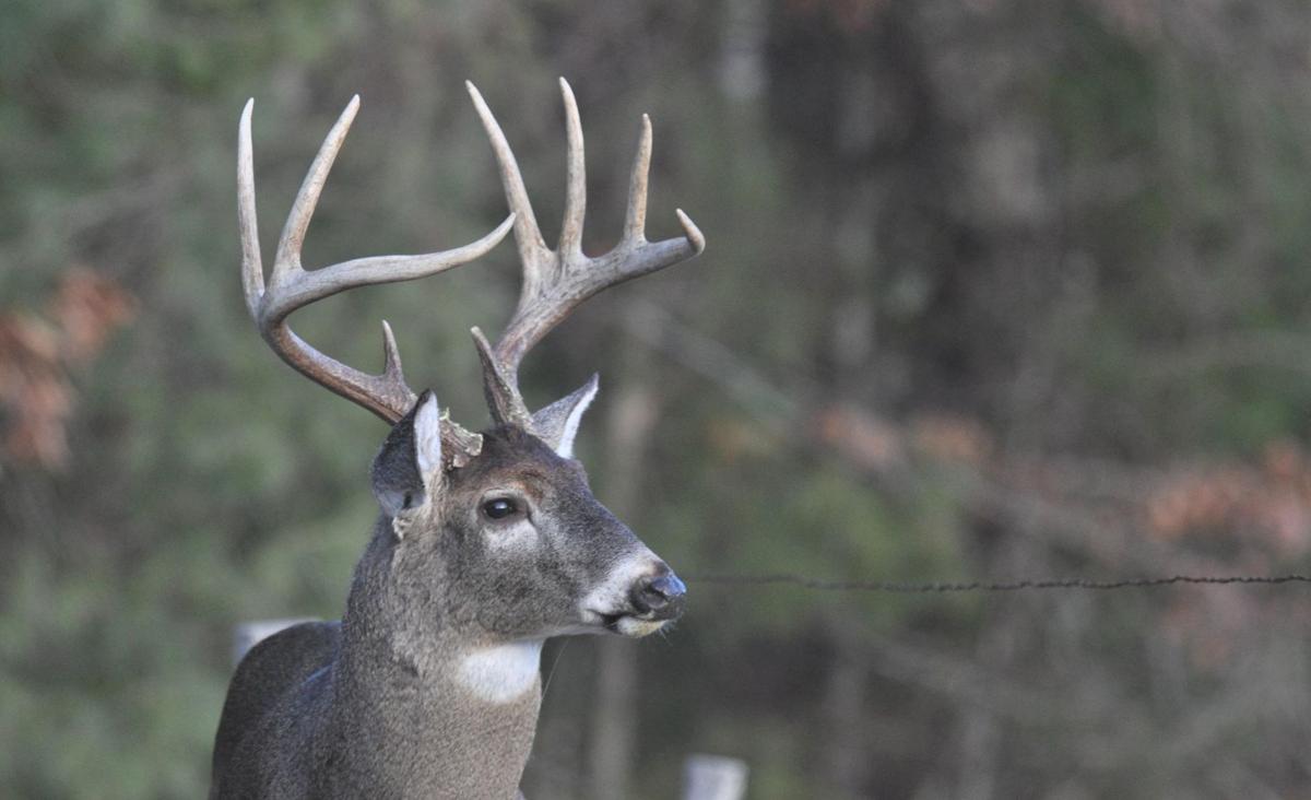 Big deer