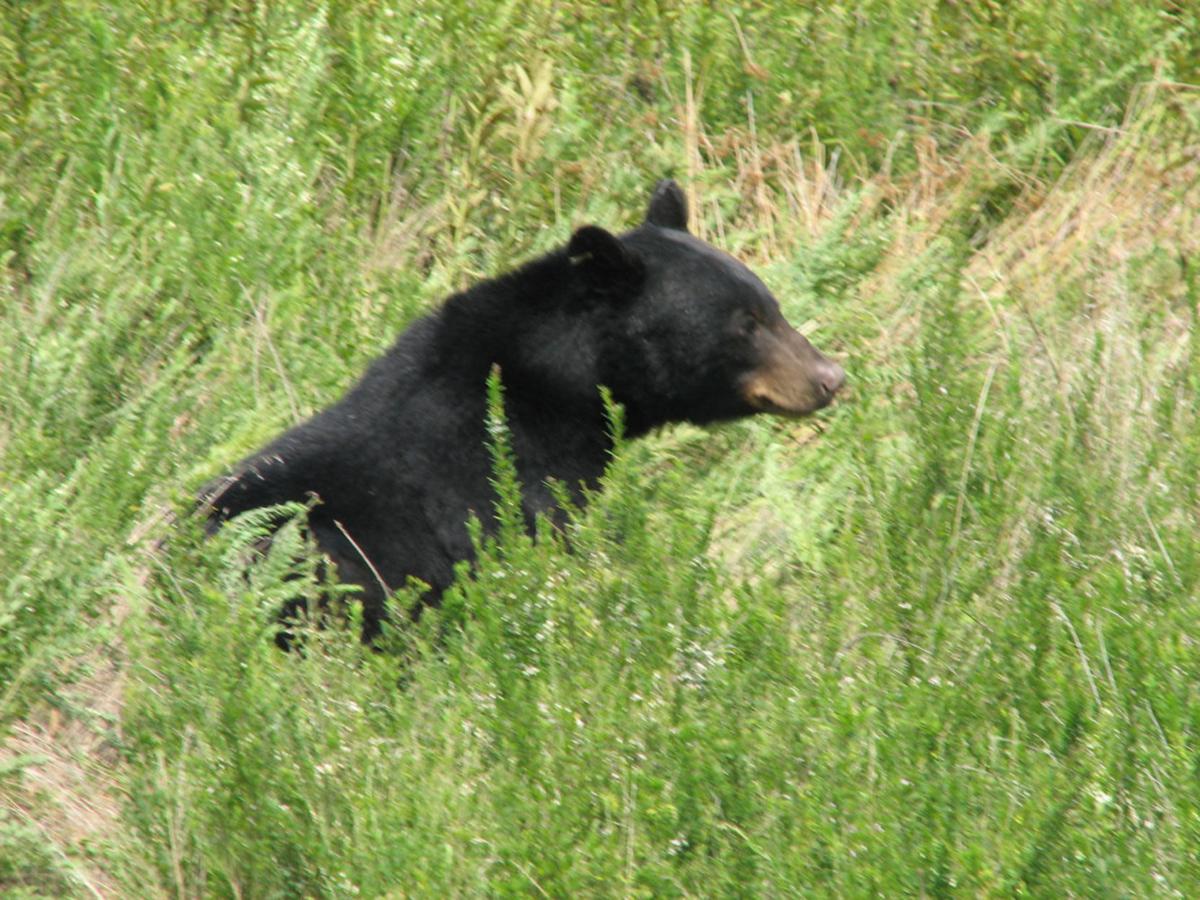 S.C. bears