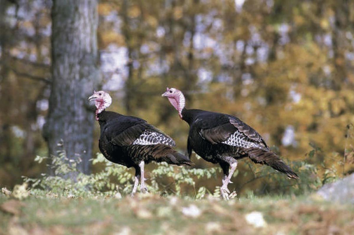 BIRDS OF A FEATHER Not much similar about domestic and wild turkeys