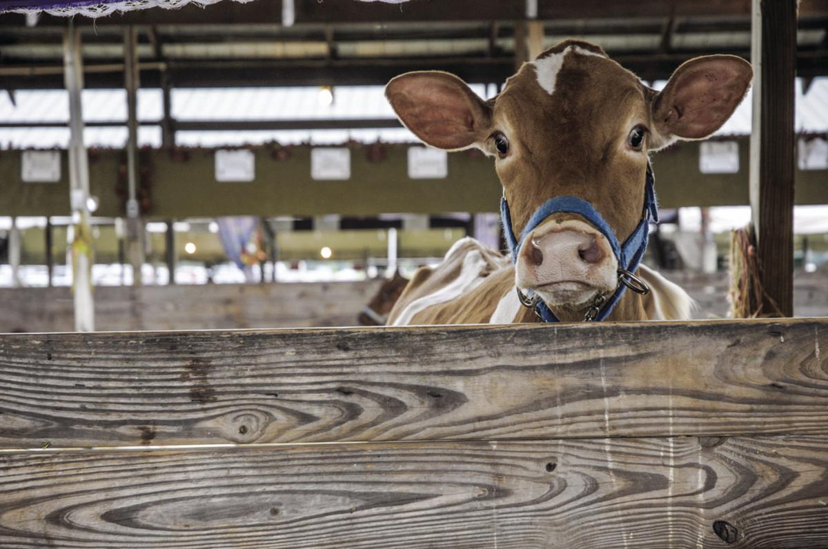 Declaring war on cows? Green New Deal targets greenhouse gases from