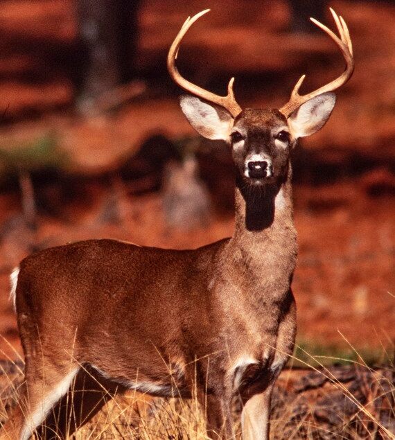 SC puts new restrictions on deer carcasses from NC