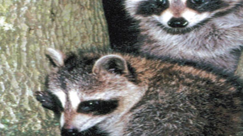 More To Raccoons Than Meets The Eye Local Thetandd Com