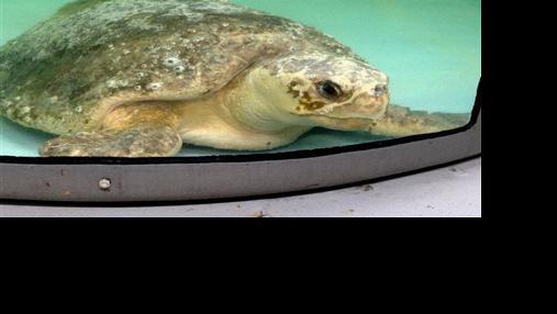 SC Aquarium breaks ground on the Boeing Learning Lab - Vimarsana News