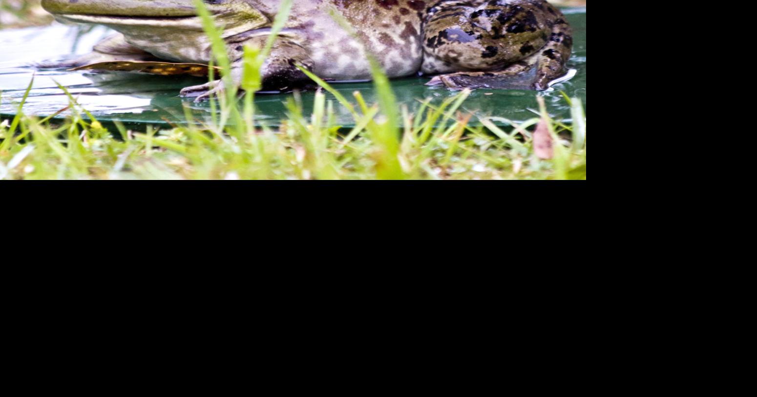 Golden year for Frog Jump in Springfield