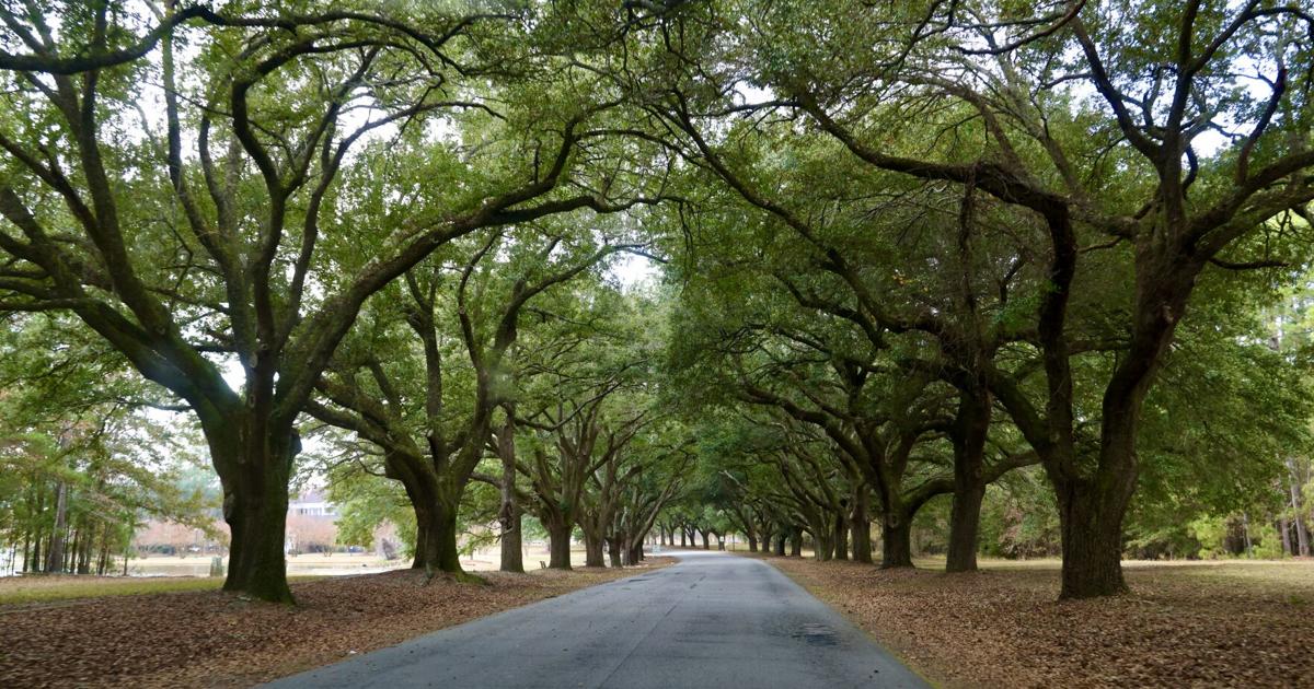 The Oaks Post Acute يحمل سوقًا نهاريًا ممتعًا للعائلة