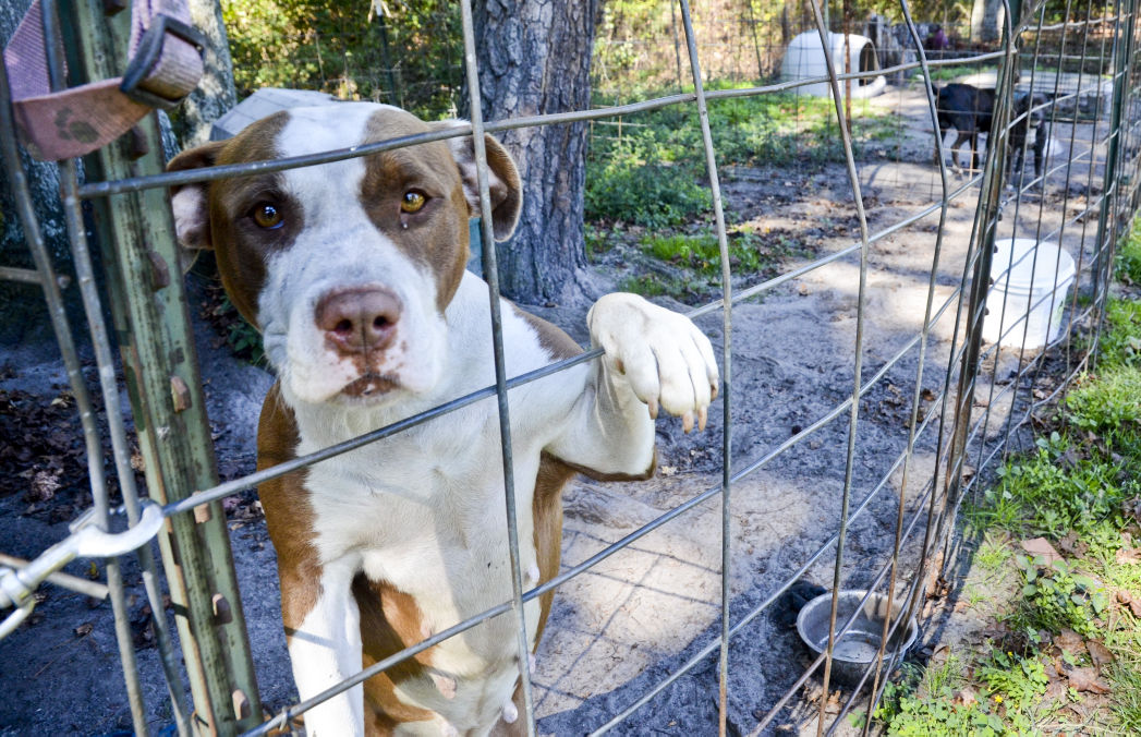Second Chance of Orangeburg Animal Rescue Coalition Promo