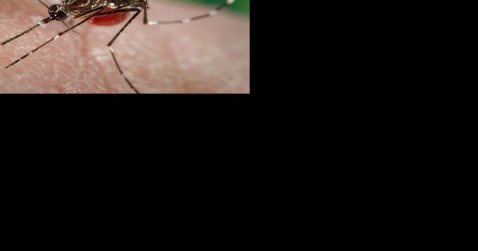 Horse dies of West Nile Virus in state - Vimarsana News
