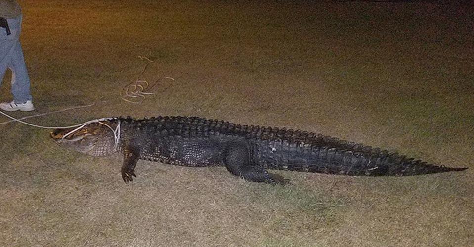 Lake Marion gator one of processor's biggest ever