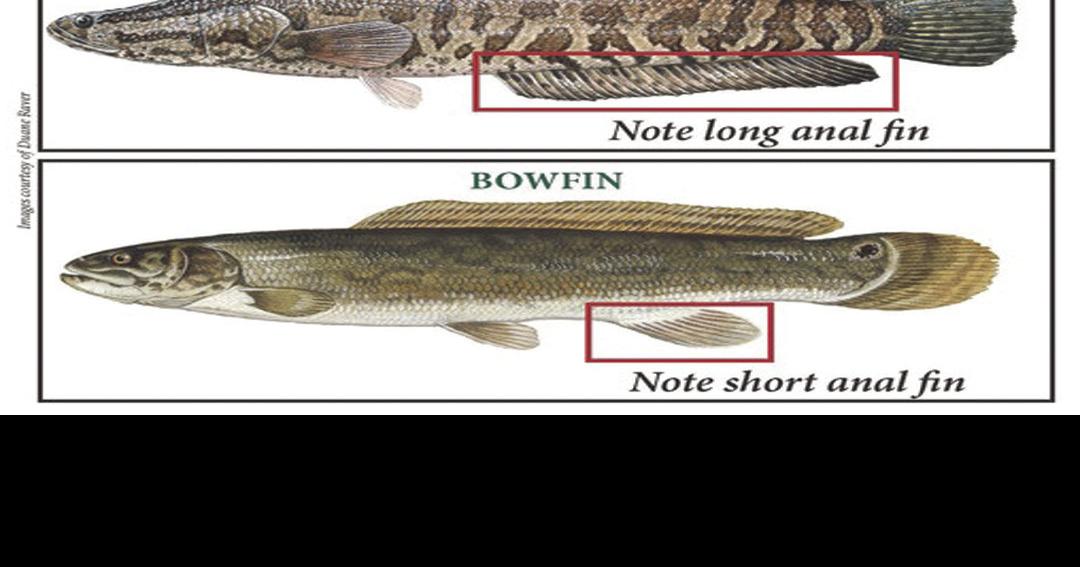 SCDNR: S.C. anglers should kill invasive snakehead if caught