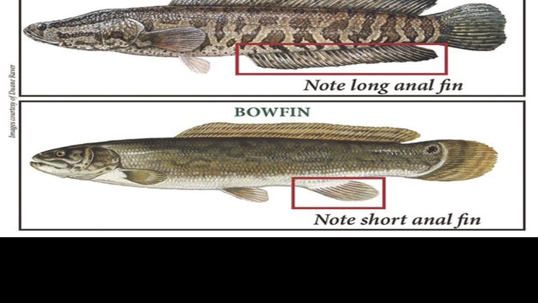 Scdnr S C Anglers Should Kill Invasive Snakehead If Caught