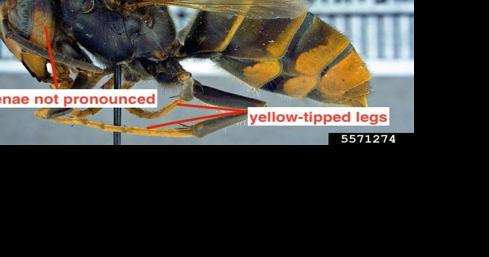 Yellow-legged hornet detected in Jasper County - Vimarsana News