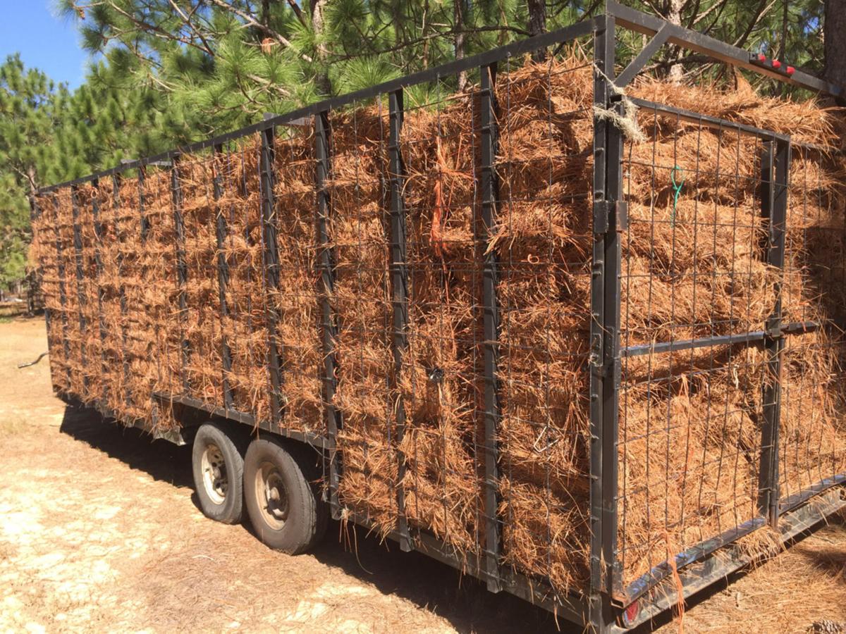 Pine straw A crash course on fastgrowing industry