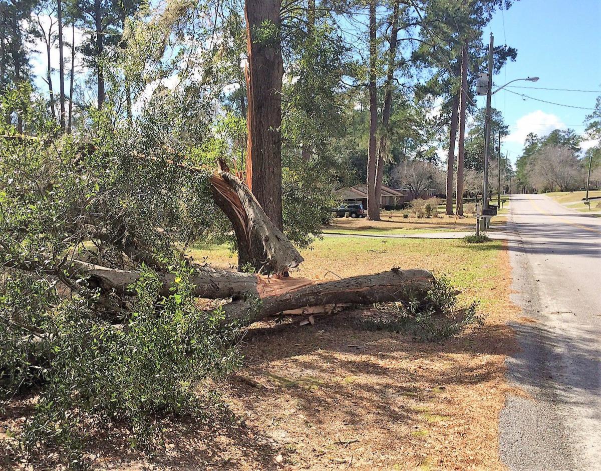 Tree Down