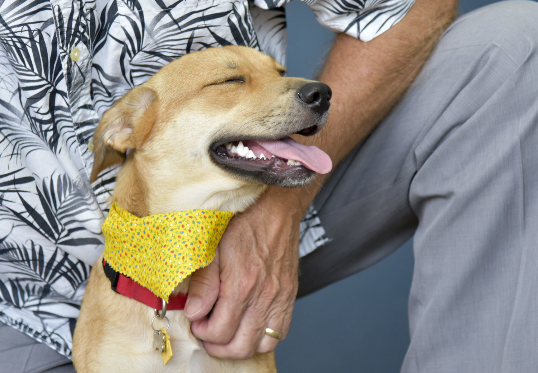 petsense bark collar