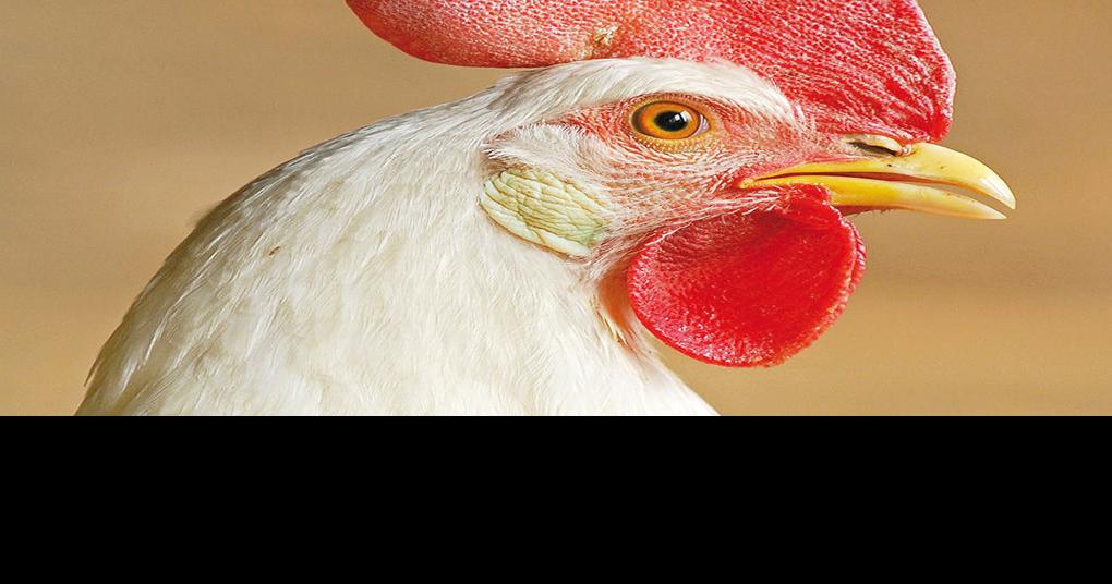 FALL FARM 2022: Poultry-processing plant brings 402 jobs to Florence