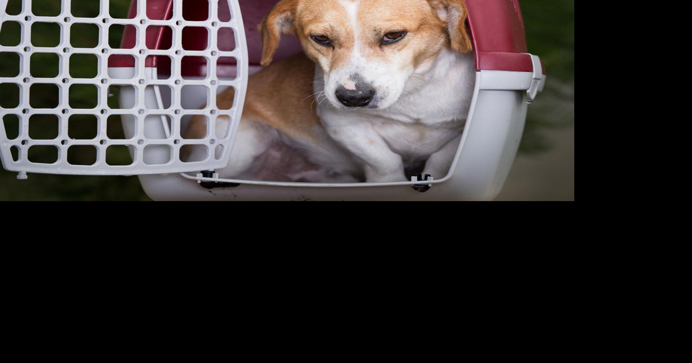 Include pets in your disaster plan