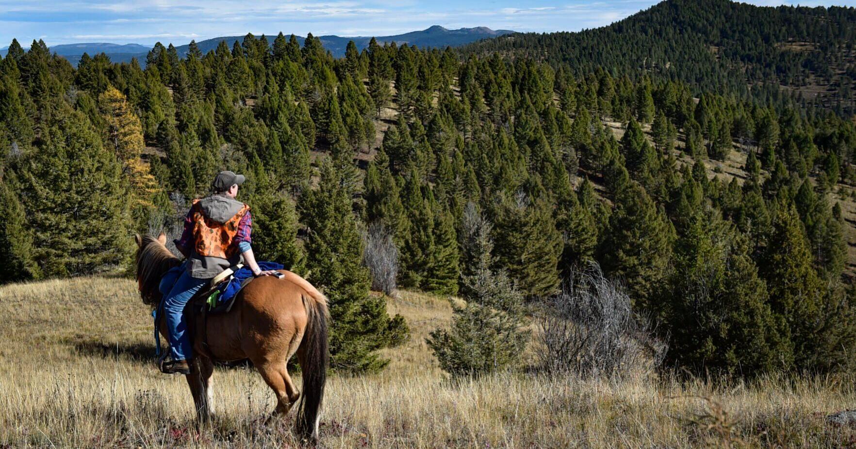 Dogs and range riders can help humans co-exist with bears - Vimarsana News