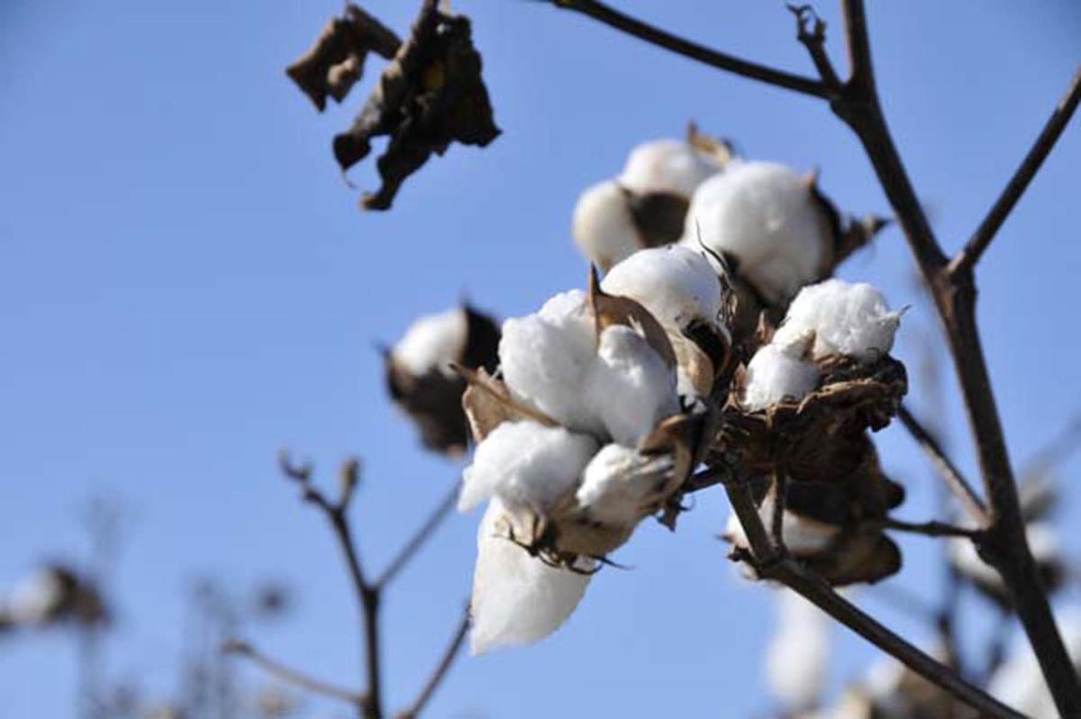 2018 S.C. cotton crop may surpass records set in 2017 Local