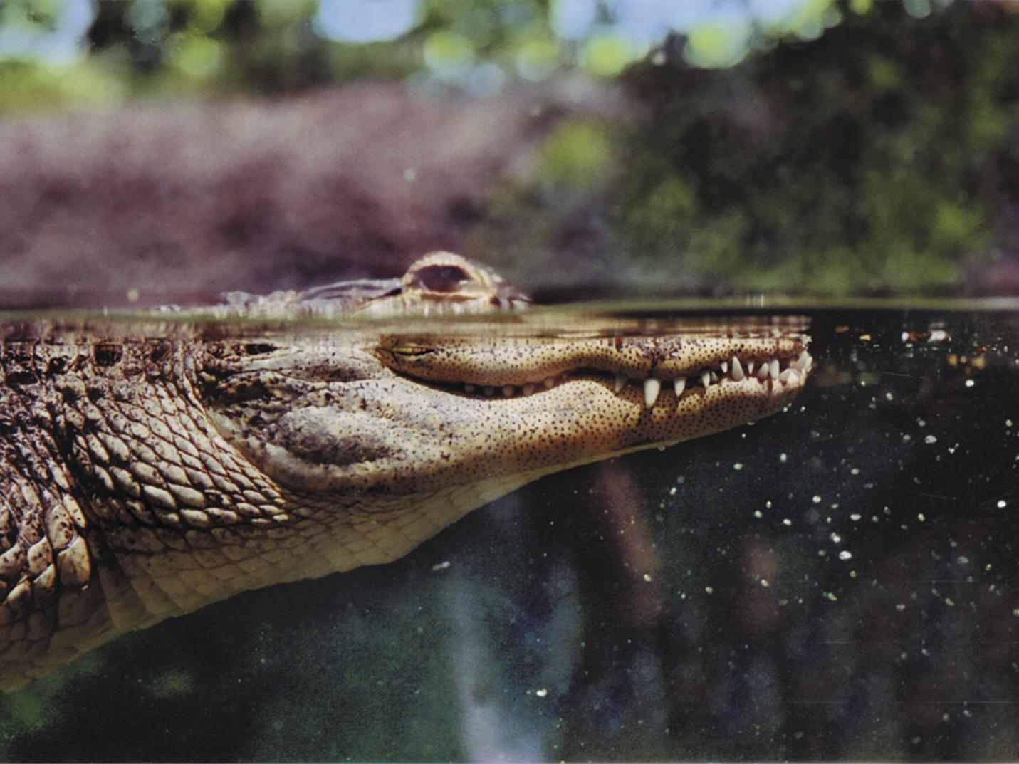 Alligators In South Carolina Thetandd Com