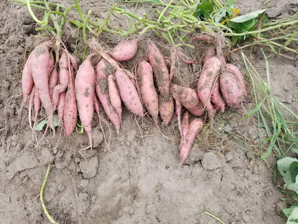 Sweet potatoes