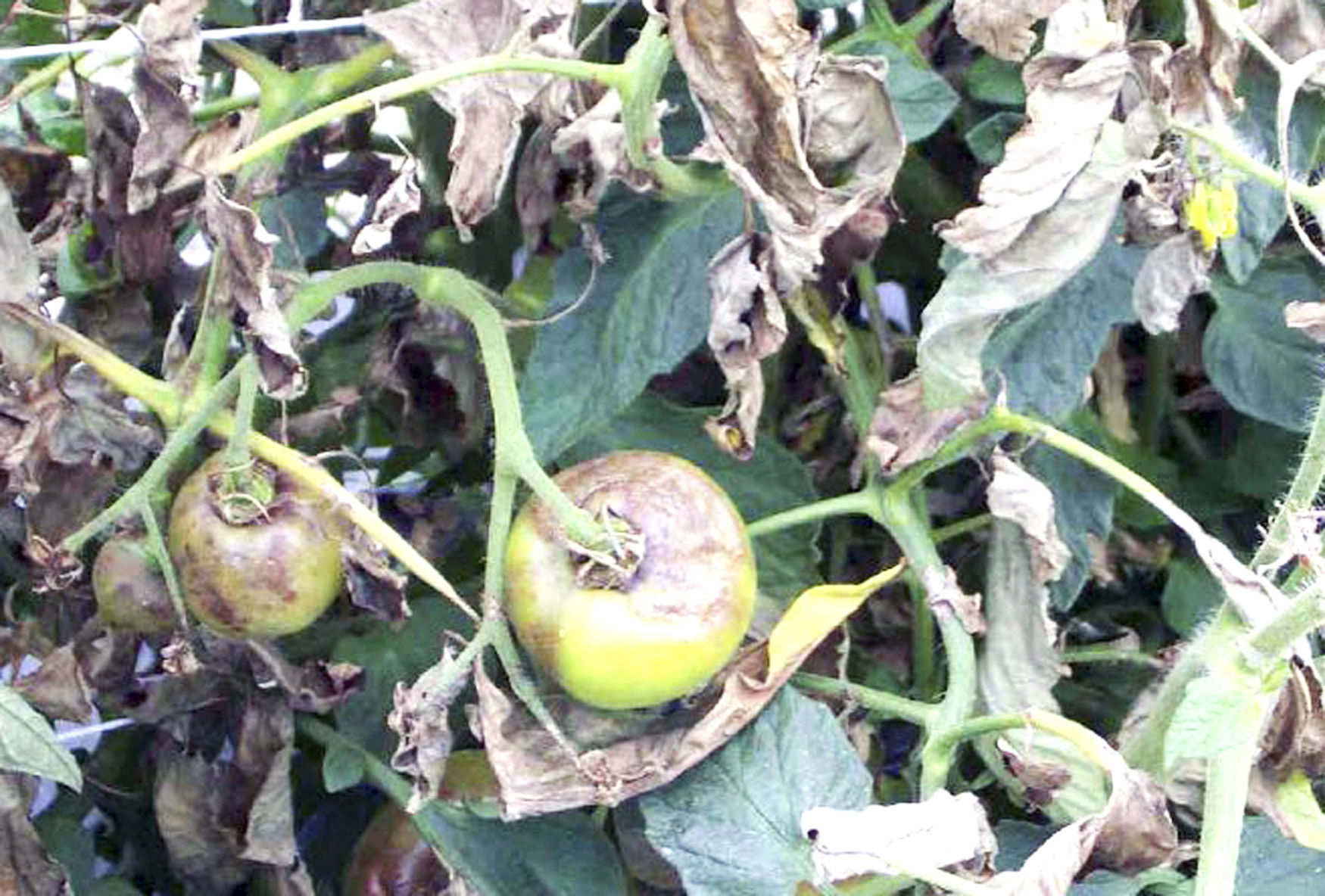 blight on tomatoes