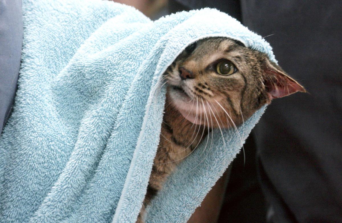 New Homes Being Found For 63 Cats Local Thetandd Com