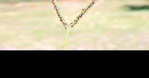 Controlling Bahia Grass Agriculture Thetandd Com