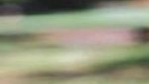 Controlling Bahia Grass Agriculture Thetandd Com