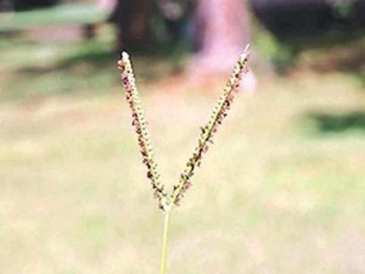 Controlling Bahia Grass Agriculture Thetandd Com