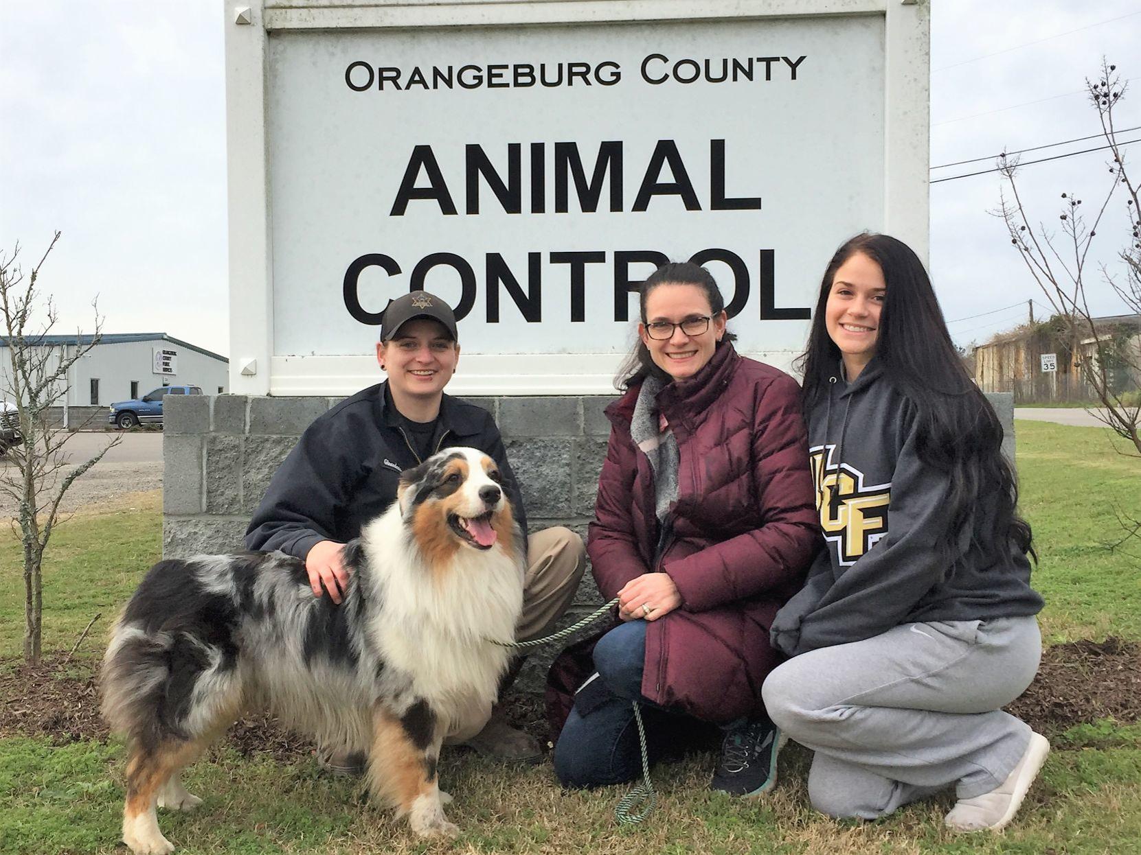 Crash Victim Was Dog Handler Australian Shepherd Missing Since Accident Found Heading Home Crime Courts Thetandd Com