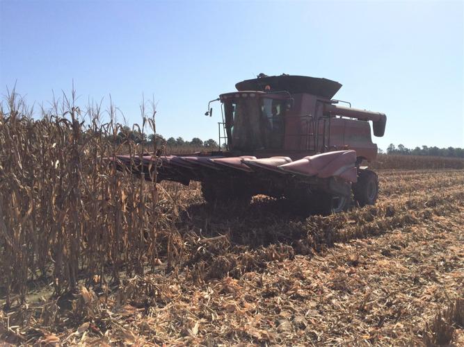 Kaigler Corn