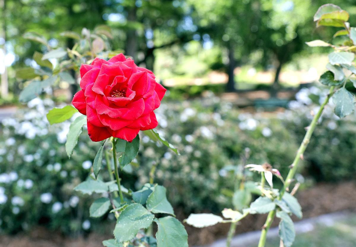 City celebrates roses at festival; Orangeburg’s big event back at