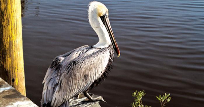 Lowcountry photography on display in April at Colleton Museum