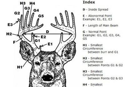 S.C. antler scoring begins in March | Local | thetandd.com