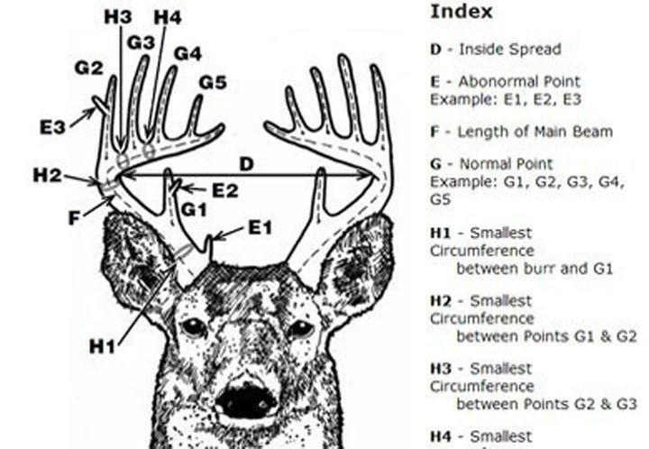 S C Antler Scoring Begins In March