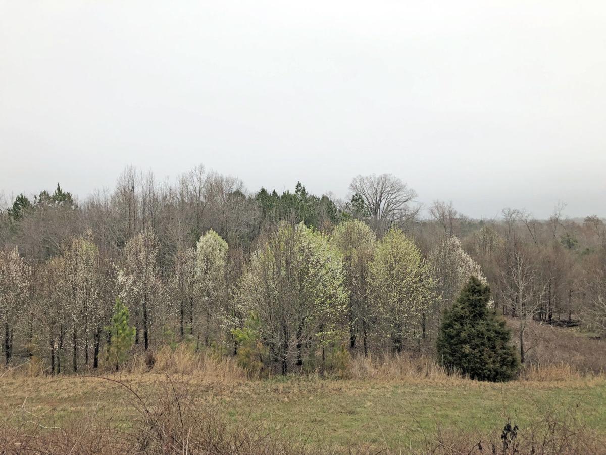 Bradford pear trees